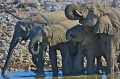  elephant 
 etosha 
 namibie 